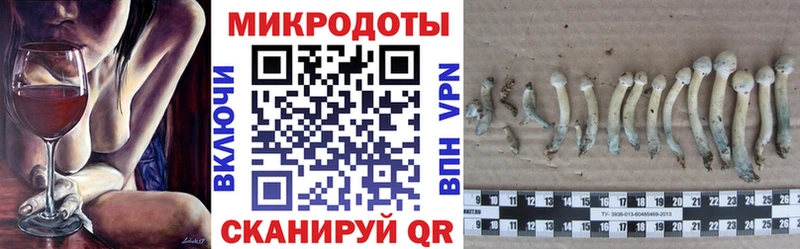 Галлюциногенные грибы Psilocybe  Торжок 